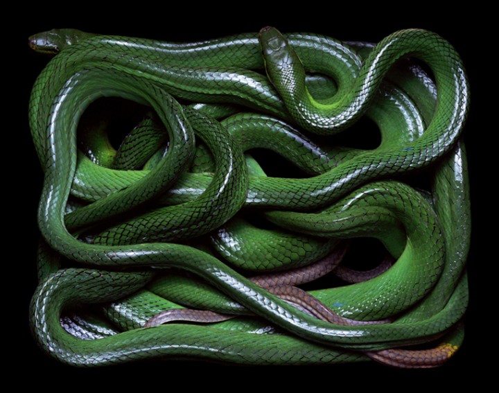 Snake Photography